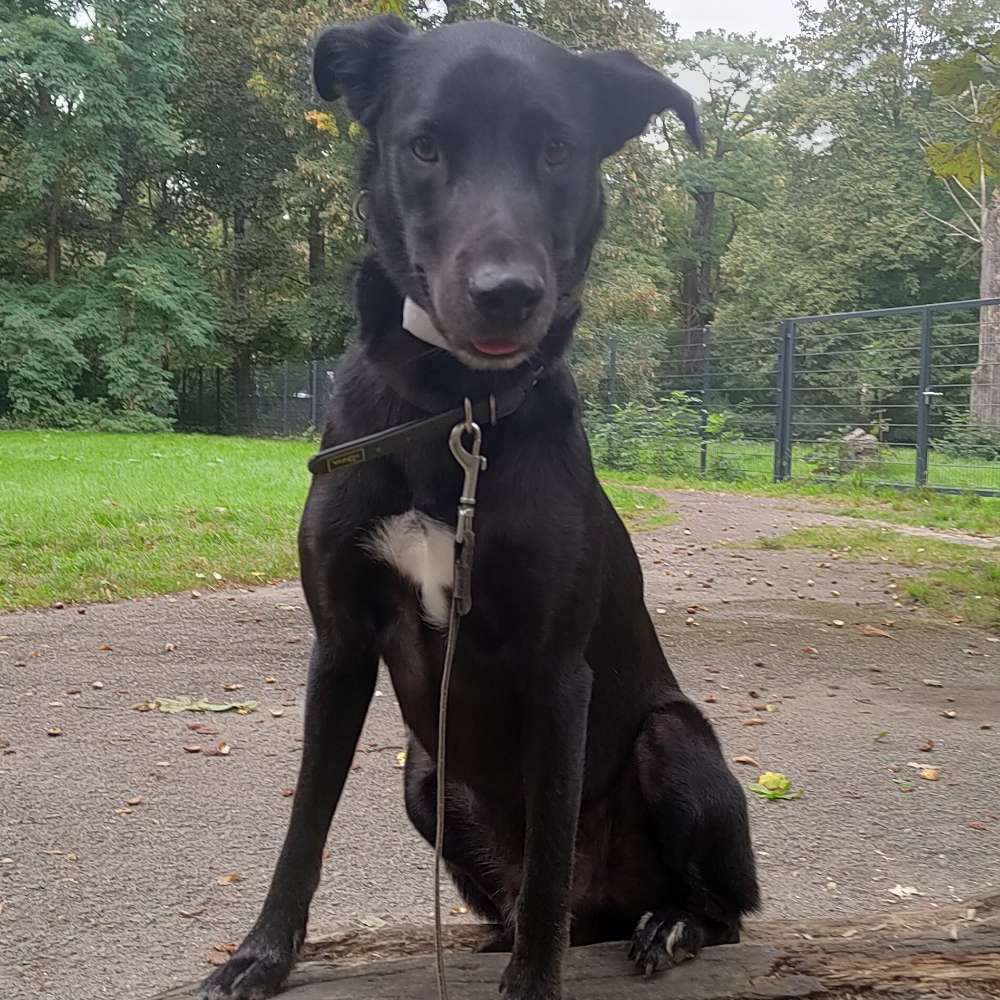 Hundetreffen-Spielen/Gassi-Profilbild