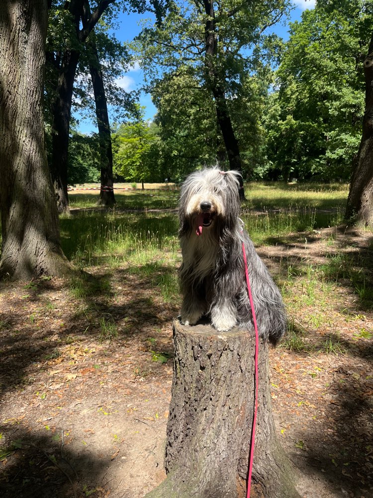 Hundetreffen-Gemeinsame Spaziergänge in Pankow-Profilbild