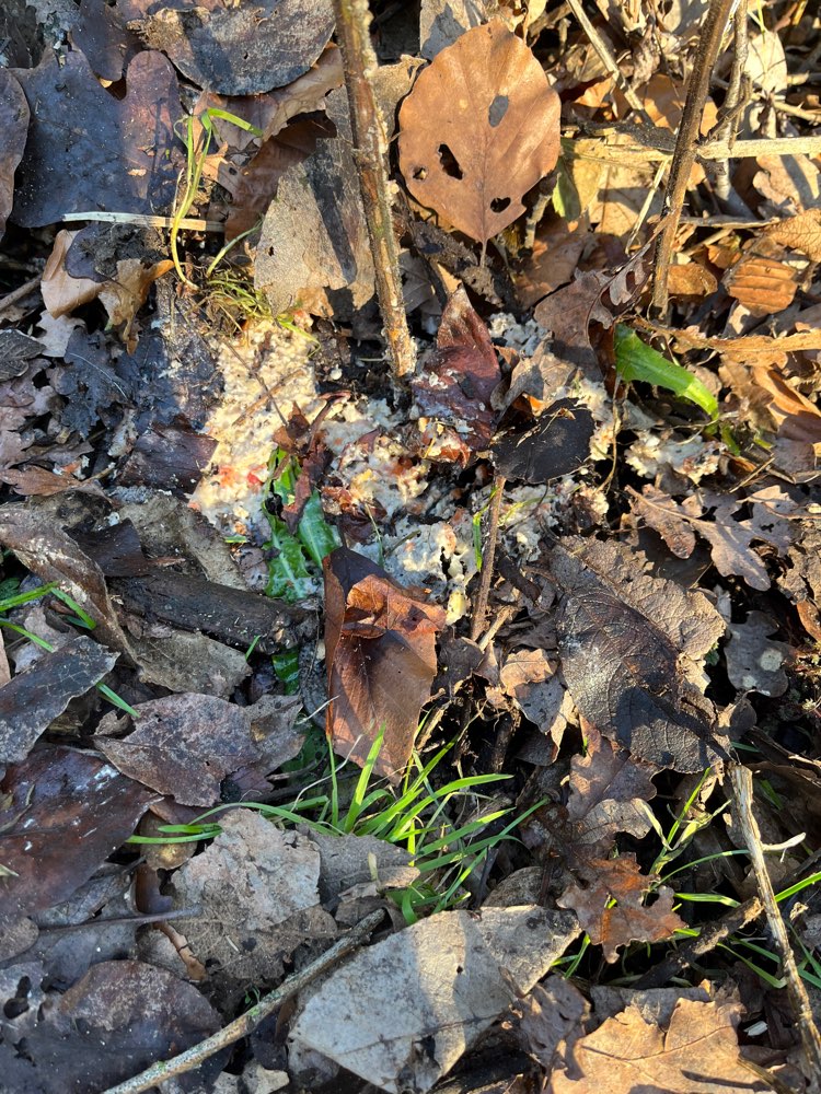 Giftköder-Mit großer Wahrscheinlichkeit Giftköder-Profilbild