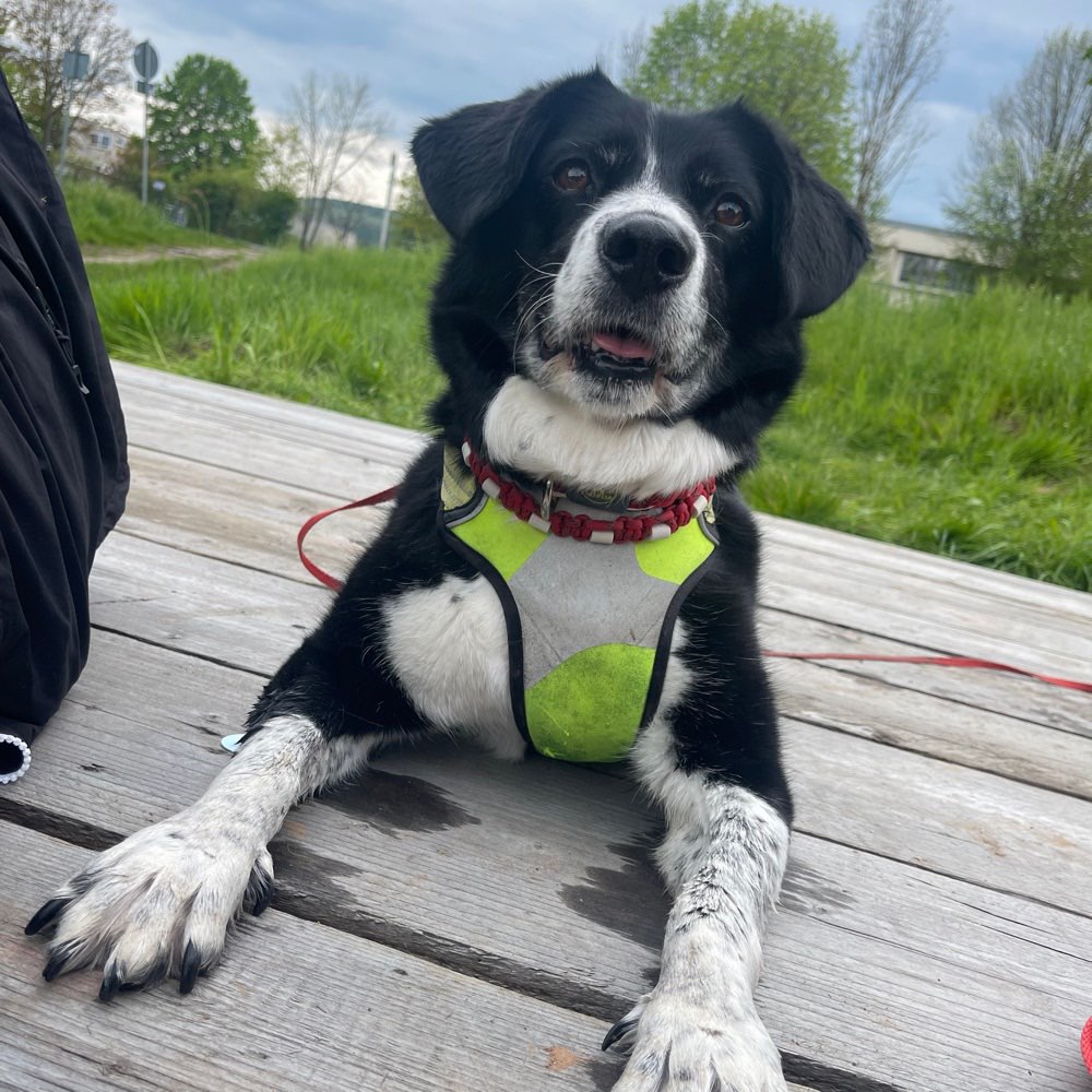 Hundetreffen-Spazierengehen 😁-Profilbild