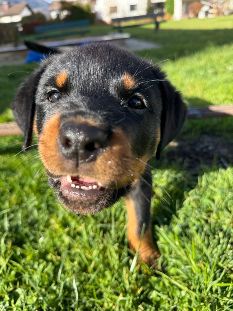 Hundetreffen-Souveräne Hunde gesucht!-Profilbild