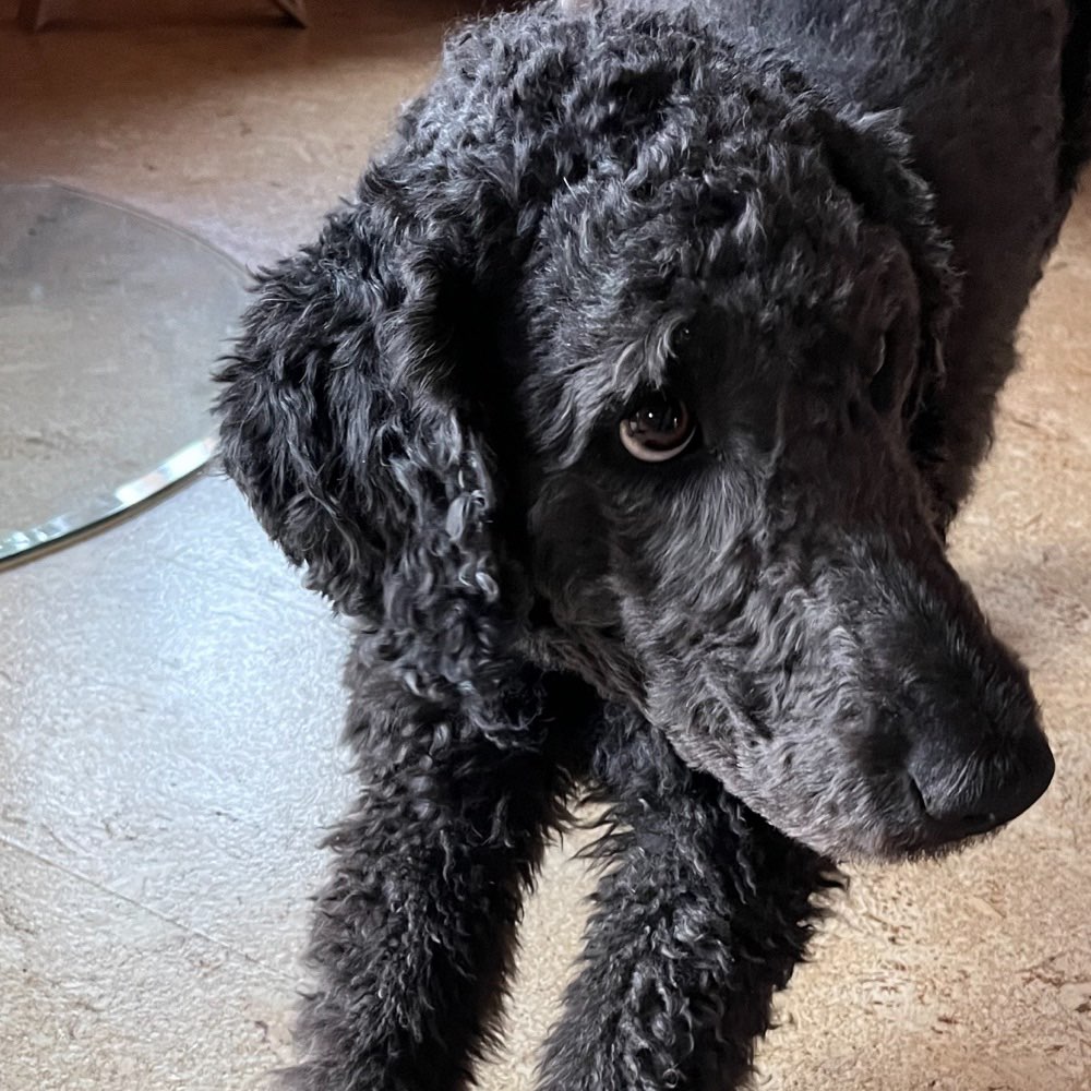 Hundetreffen-Neue Freunde gesucht zum spazieren gehen und quatschen-Profilbild