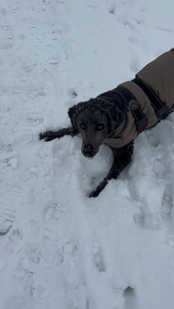 Hundetreffen-Diesel sucht neue Freunde zum Gassi gehen und Spielen-Profilbild