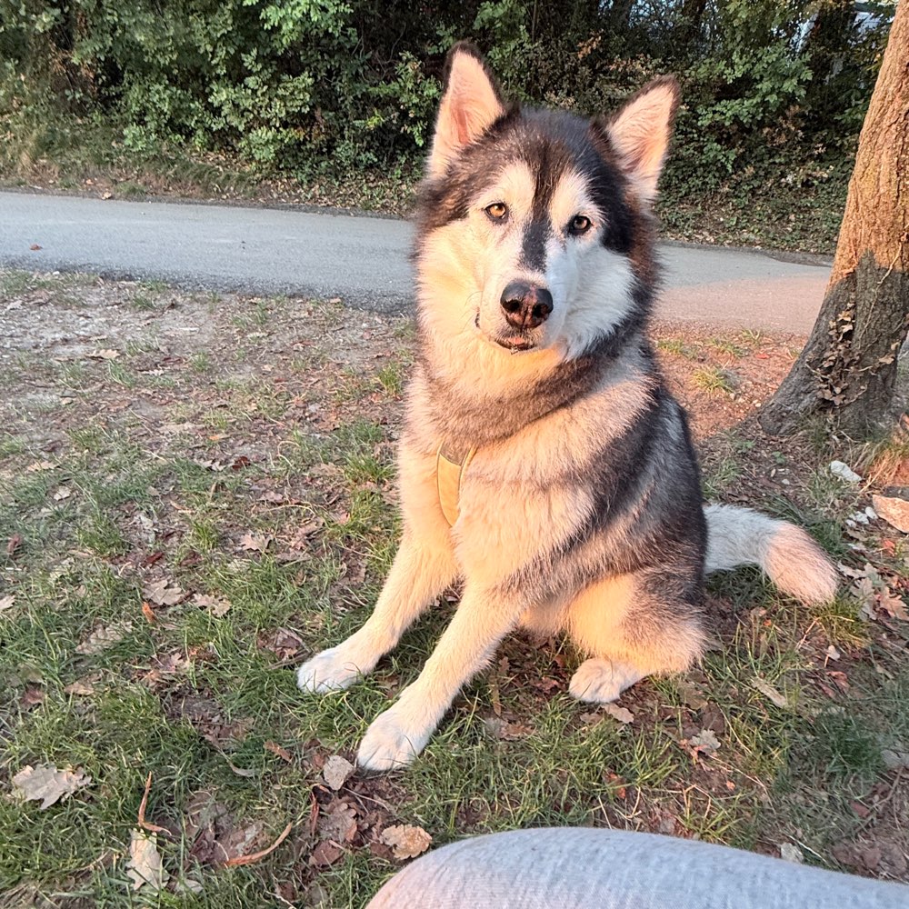 Hundetreffen-Spielen und laufen-Profilbild