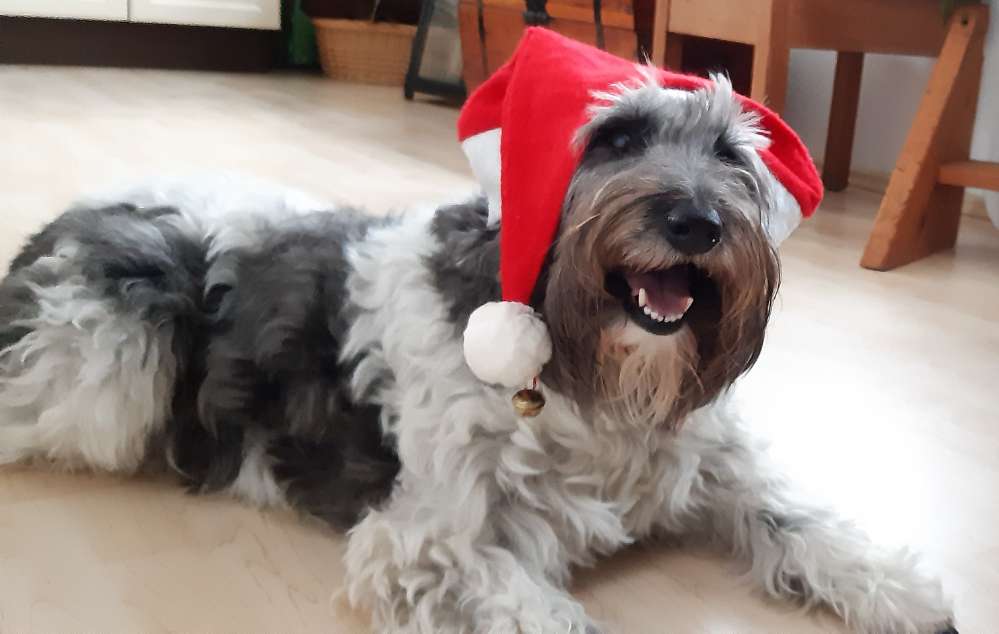 Weihnachtsmütze Banner