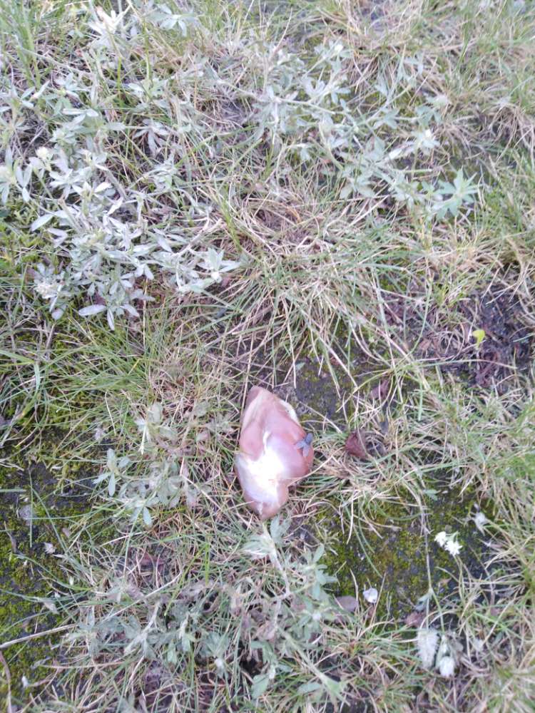 Giftköder-Ausgelegtes Hühnerherzen-Profilbild