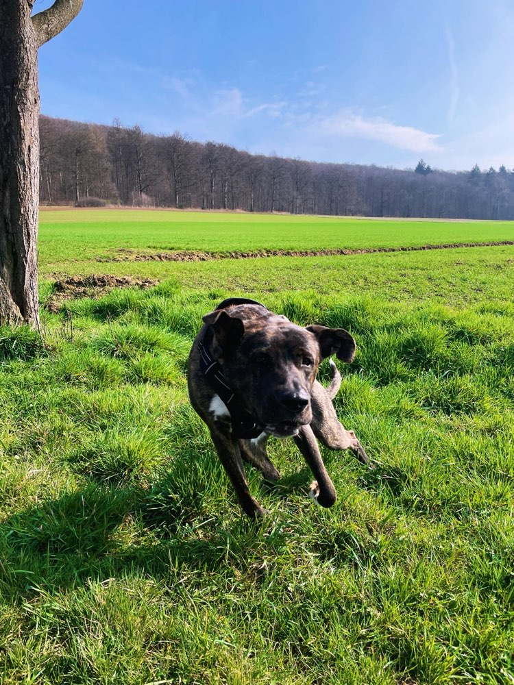 Hundetreffen-Spielkameraden gesucht!-Profilbild