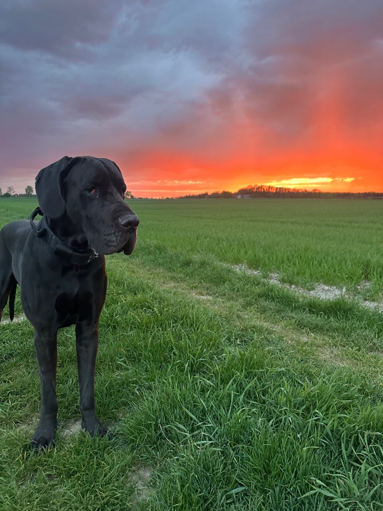 Hundetreffen-Hundebegegnung-Profilbild
