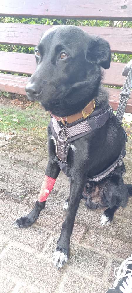 Giftköder-Giftköder mit Drogen-Profilbild