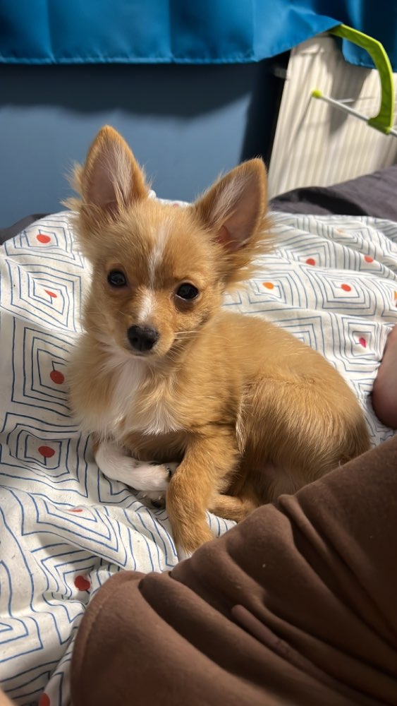 Hundetreffen-Welpen bzw treffen für kleine rassen bis 30 cm-Profilbild