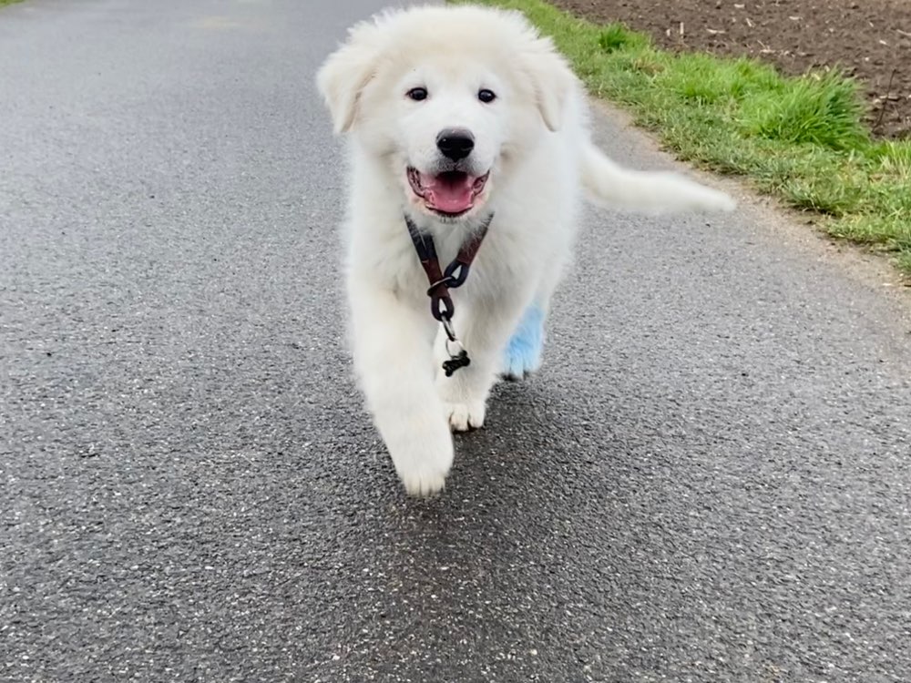 Hundetreffen-Welpenspielgruppe in Langenfeld-Profilbild