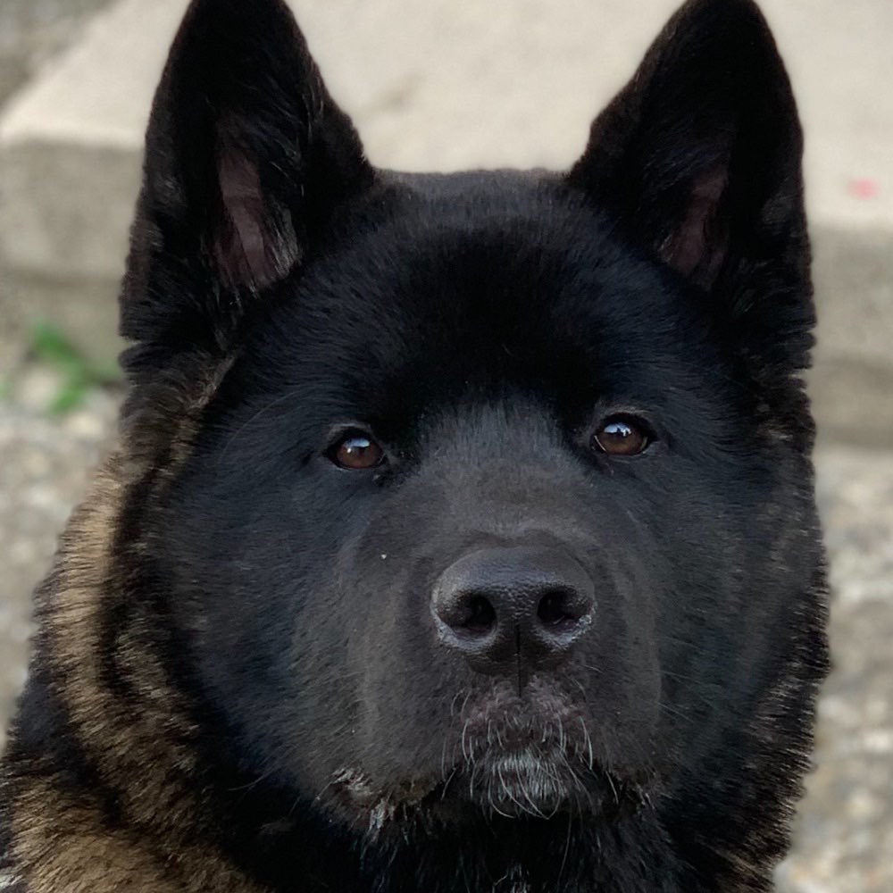 Hundetreffen-Welpen treffen, Ditzingen-Profilbild