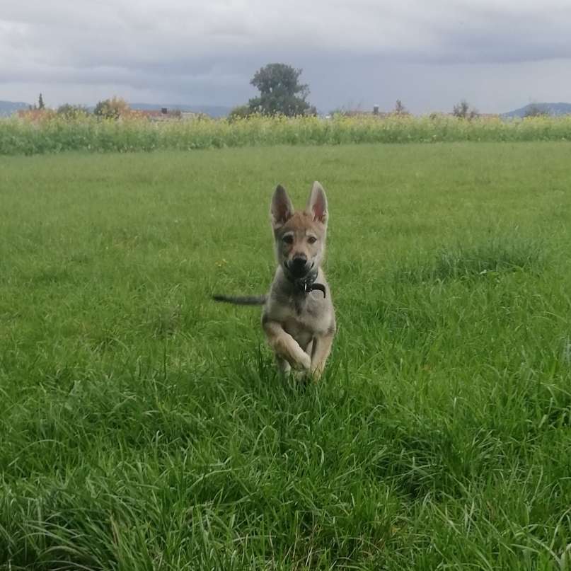 Hundetreffen-Welpenrabauken für gemeinsames Spiel gesucht-Profilbild