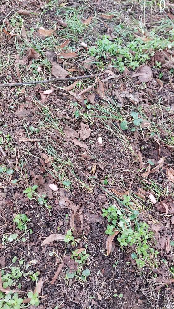 Giftköder-Tabletten-Profilbild