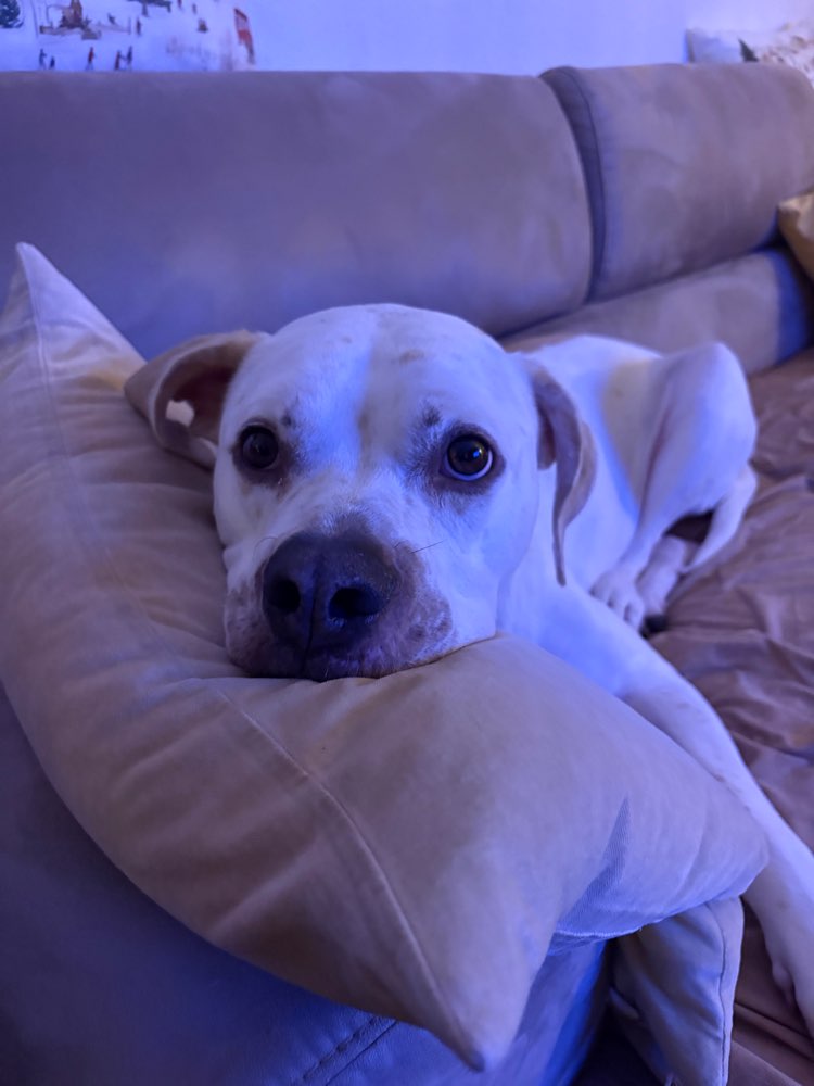 Hundetreffen-Gassi- und Spielrunde 🐶-Profilbild