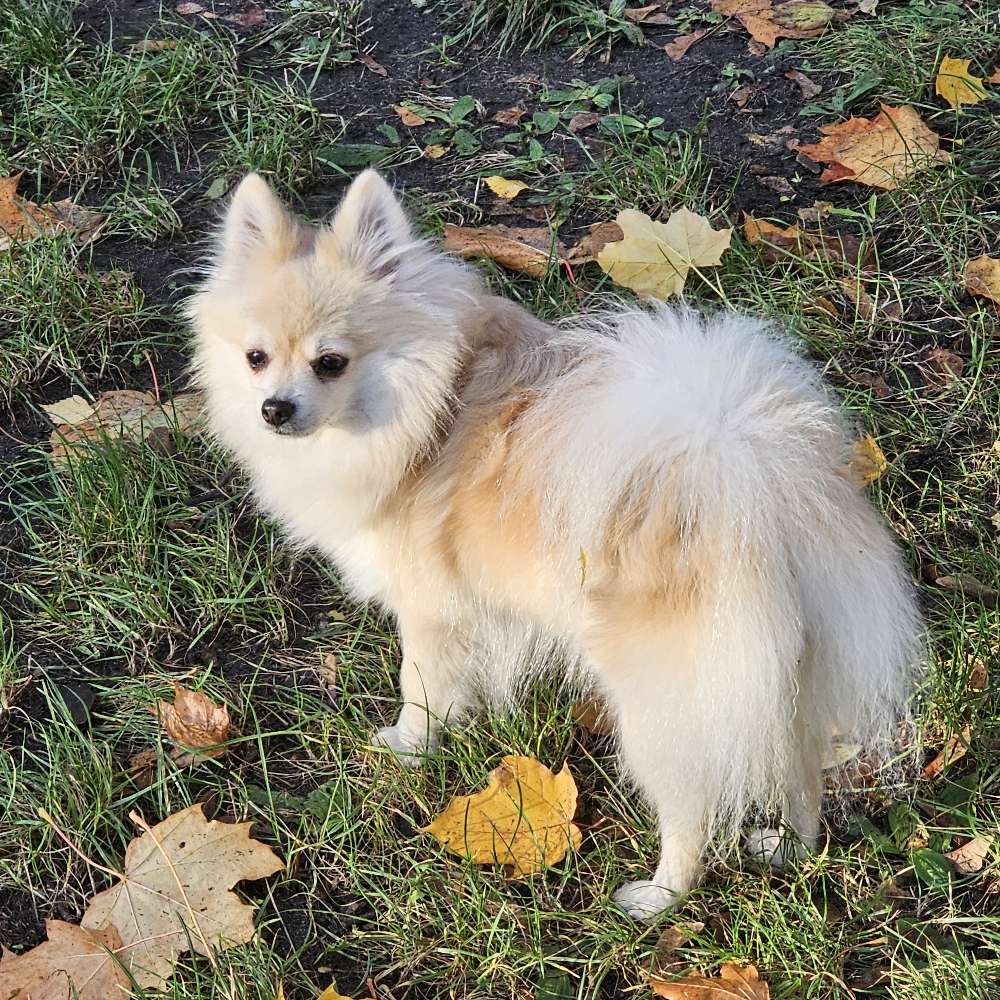 Suchmeldung-Ramona-Profilbild