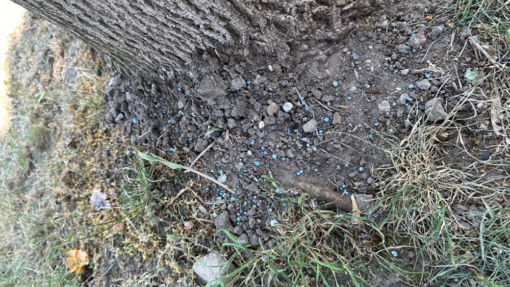 Giftköder-(Vermutlich) Blaukorn an Bäumen-Profilbild