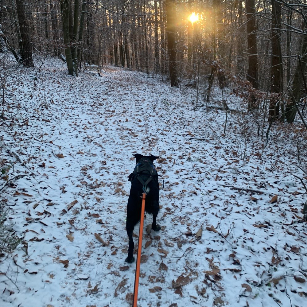 Hundetreffen-Canicross-Profilbild