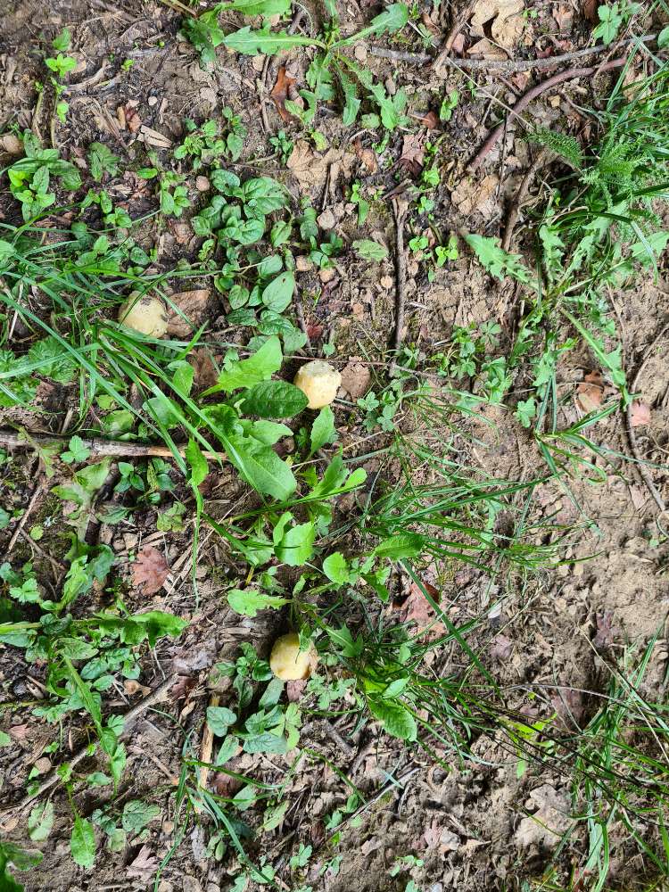 Giftköder-Evtl. Giftköder-Profilbild