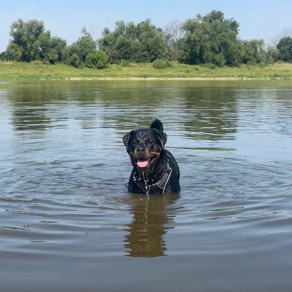 Hundetreffen-Spielrunde gesucht-Profilbild