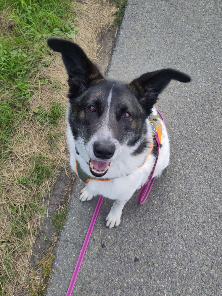 Hundetreffen-Training Spazieren gehen-Profilbild