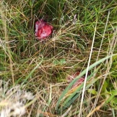 Giftköder-Ausgelegte Fleischstücke-Profilbild