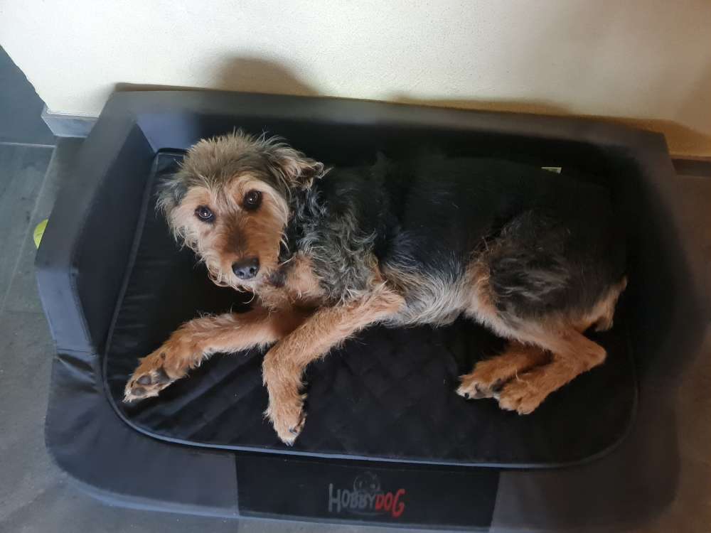 Hundetreffen-Freunde finden zum Spielen-Profilbild