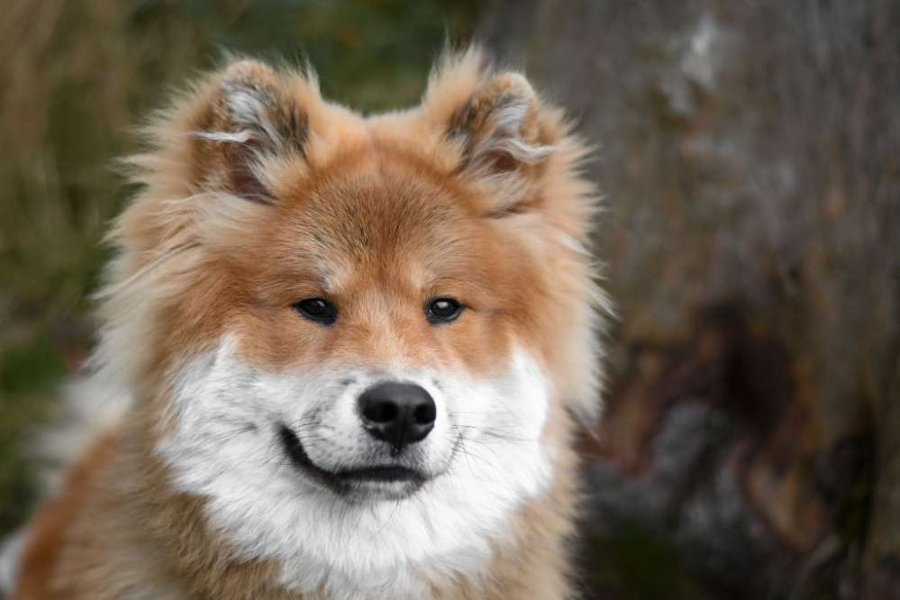 Hundetreffen-gut sozialisierte Hundekumpels gesucht-Profilbild