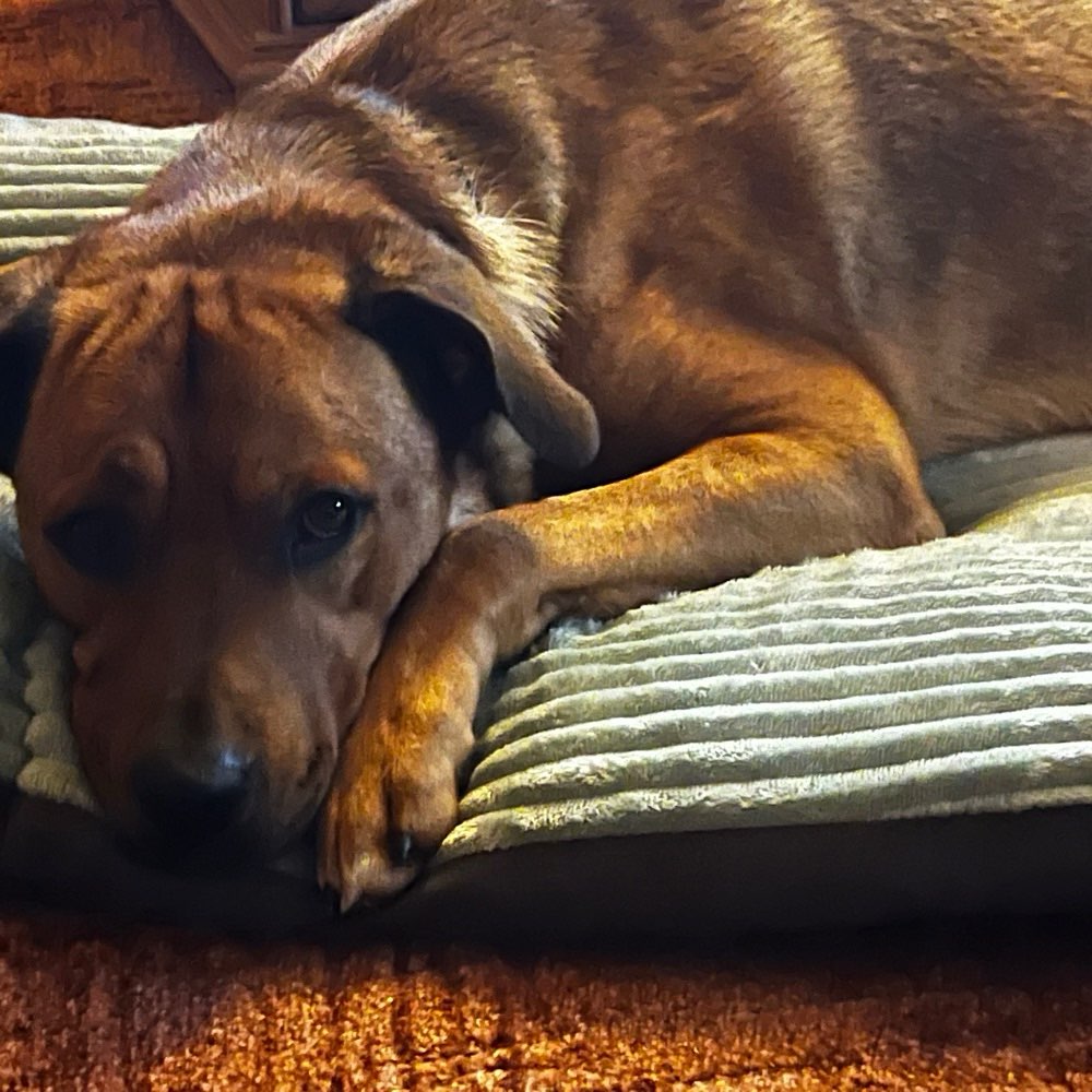 Hundetreffen-Suche jemanden für gemeinsame Spaziergänge .-Profilbild