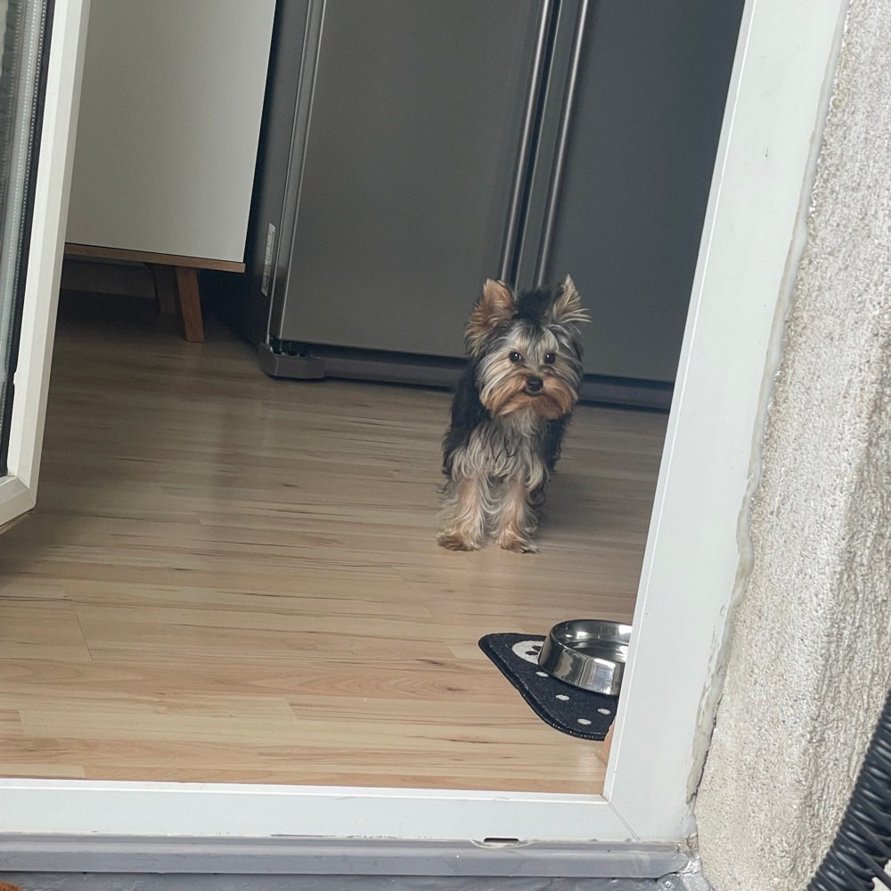 Hundetreffen-Yorkie Treffen ❤️-Profilbild