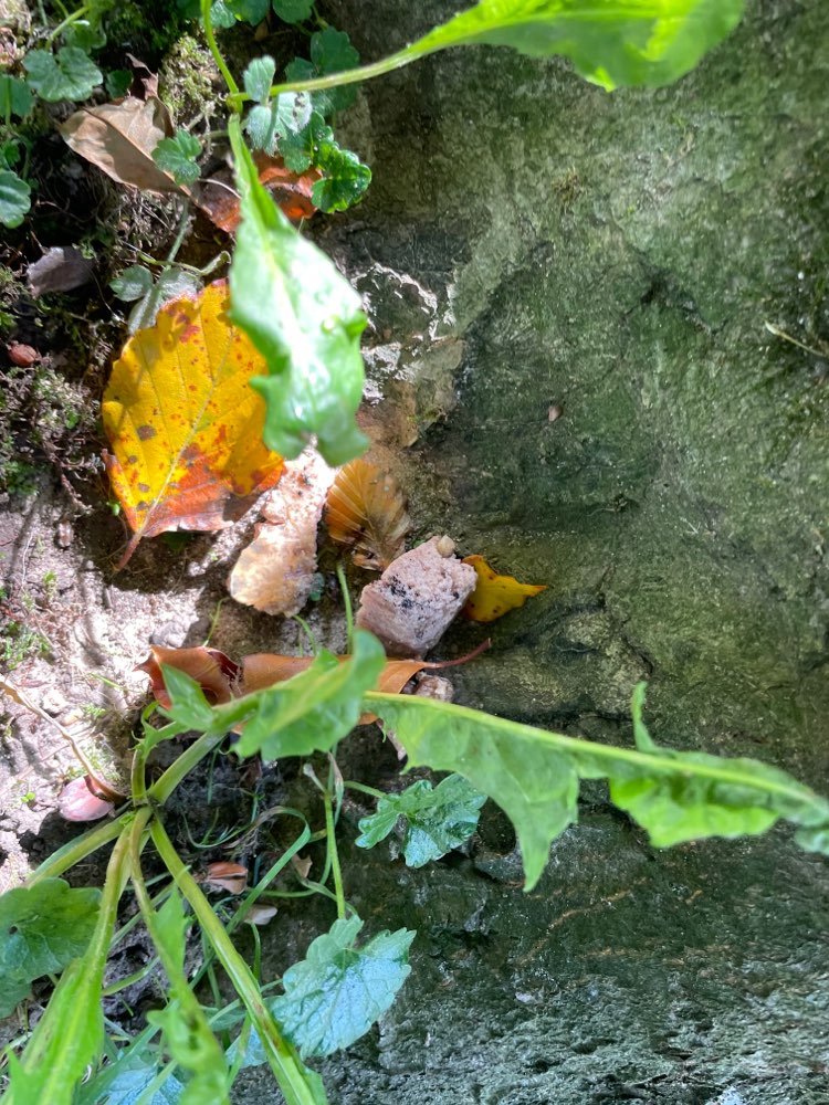 Giftköder-Giftköder-Profilbild