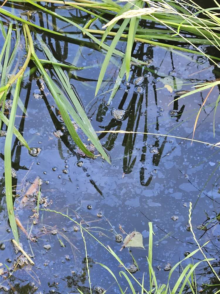 Giftköder-Mögliche Blaualgengefahr-Profilbild