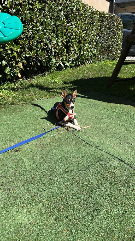 Hundetreffen-Welpentreffen/ Junghundtreffen-Profilbild