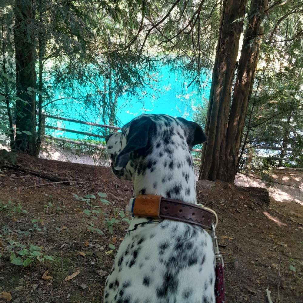 Hundetreffen-Hundebegegnungen üben-Profilbild