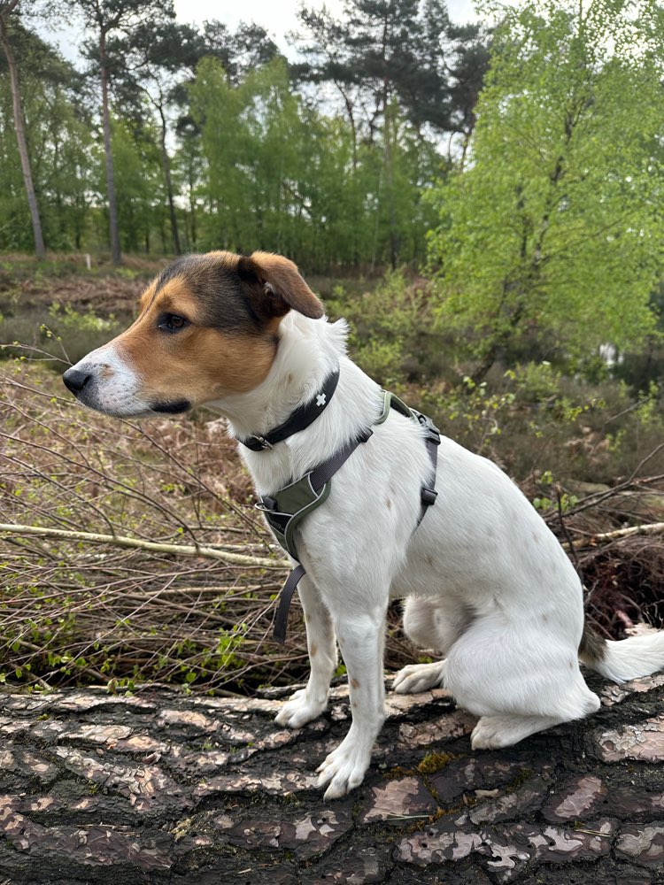 Hundetreffen-Pepe sucht Spiel- und Gassikameraden 🥰-Profilbild