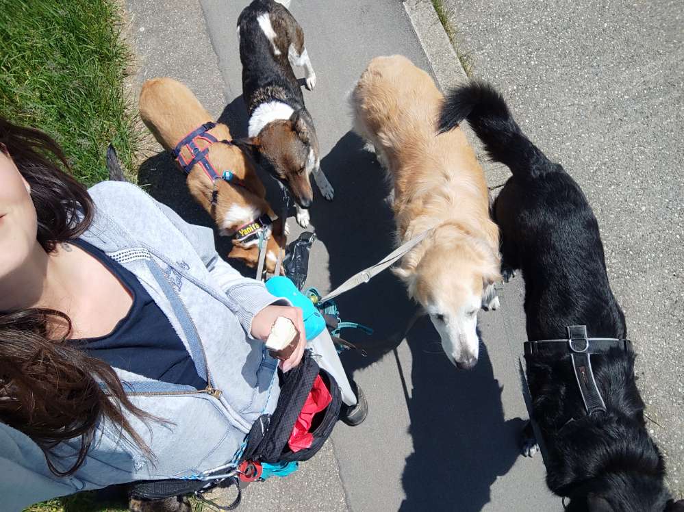 Hundetreffen-Selbsthilfegruppe Ostalbkreis-Profilbild