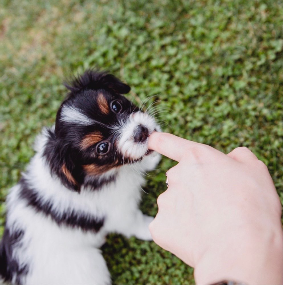 Hundetreffen-Welpentreff mit kleinen Rassen-Profilbild