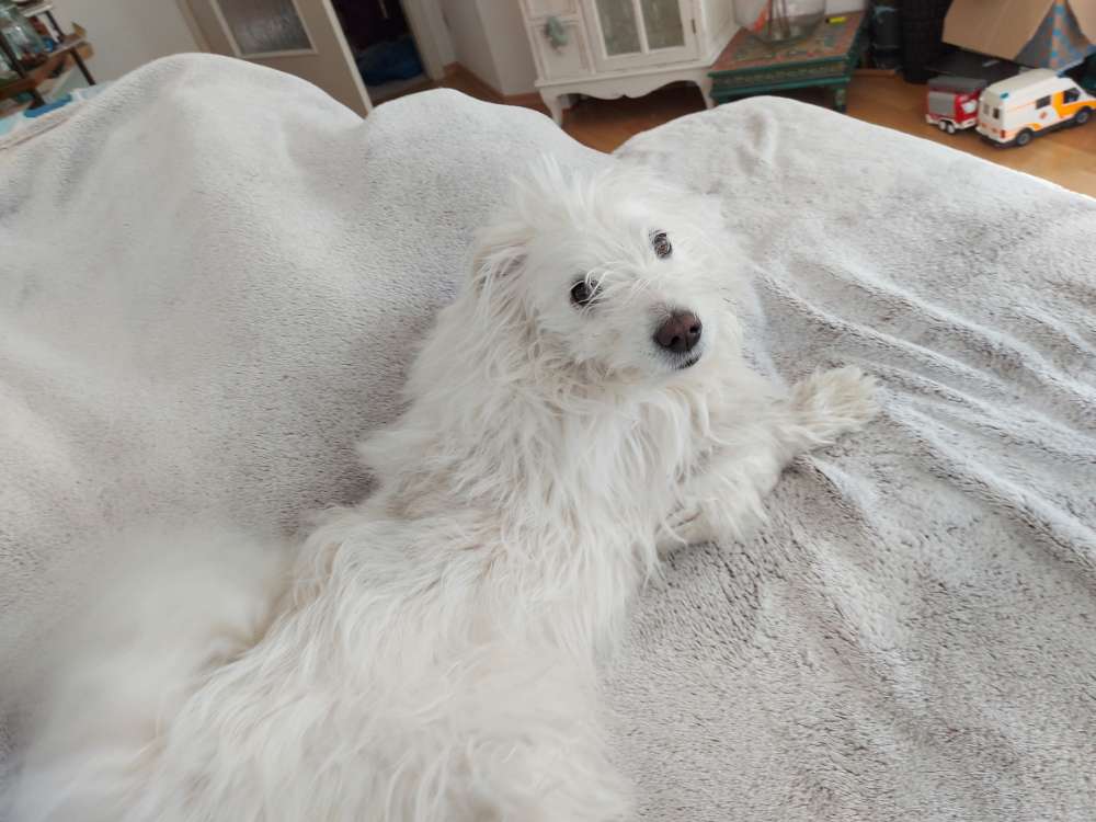 Hundetreffen-Gemeinsam Spazieren🐕🐕-Profilbild