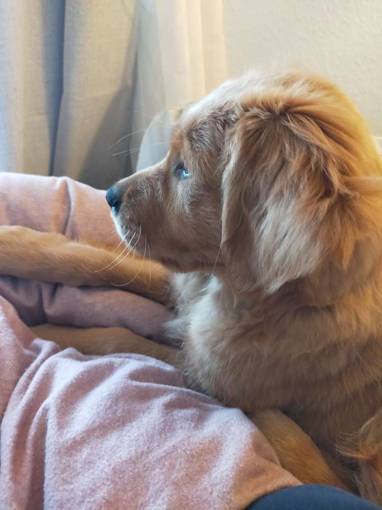 Hundetreffen-Welpentreffen in Düsseldorf-Profilbild