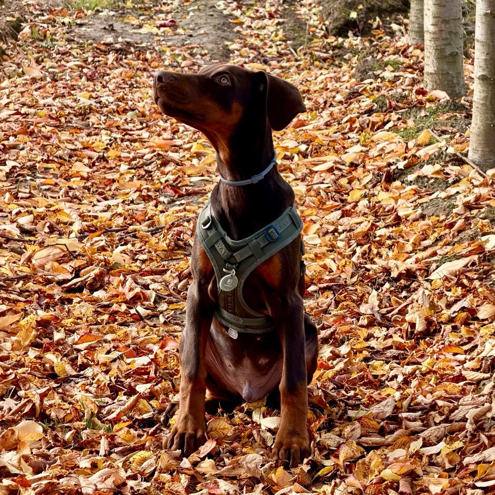 Hundetreffen-Dobermann Welpe sucht Sozialkontakte Gassi/Spiel-Profilbild