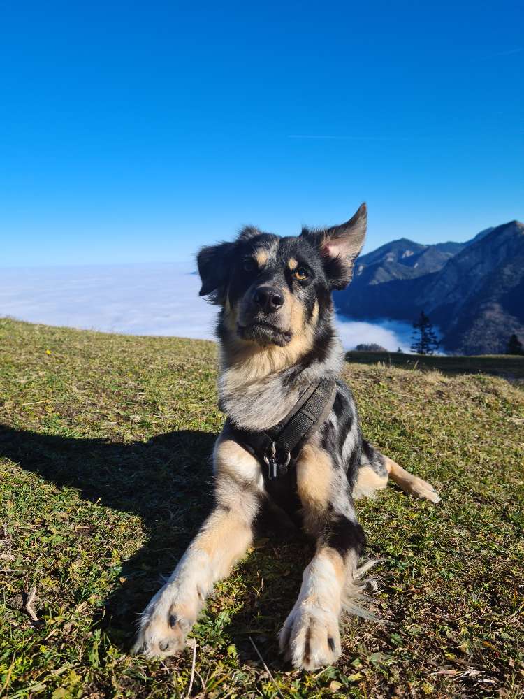 Hundetreffen-Entspannten, freundlichen Gassi-Kumpel/Kumpeline gesucht-Profilbild