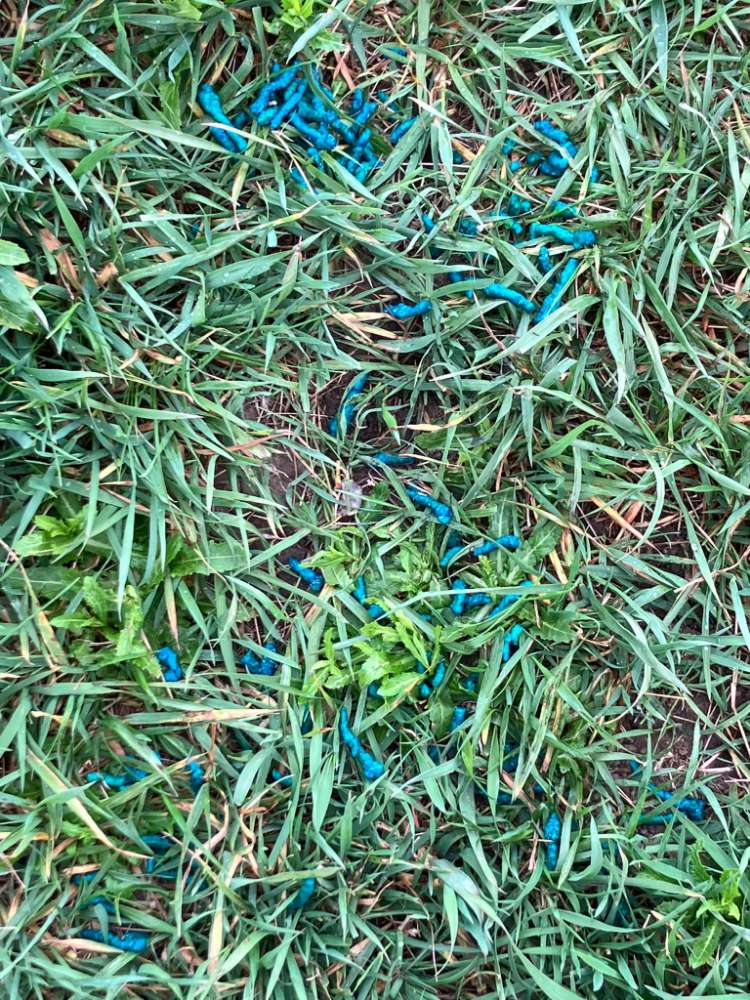 Giftköder-Giftköder-Profilbild