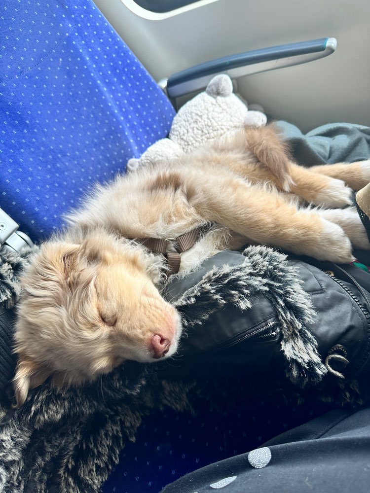 Hundetreffen-Welpen Treffen-Profilbild