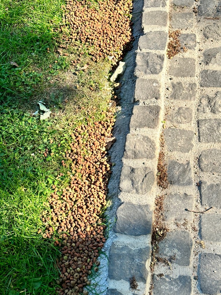 Giftköder-Irgendwelches Trockenfutter-Profilbild