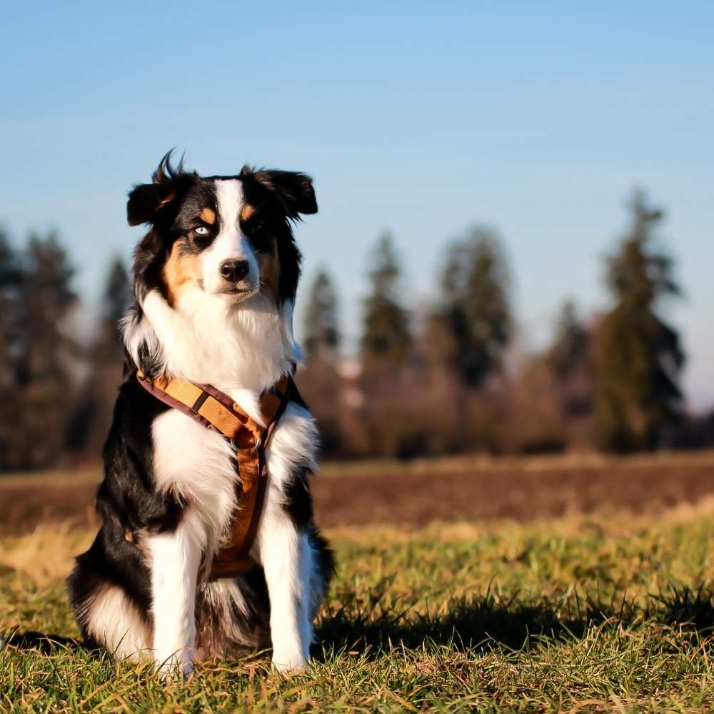 Hundetreffen-Junghundetreff-Profilbild