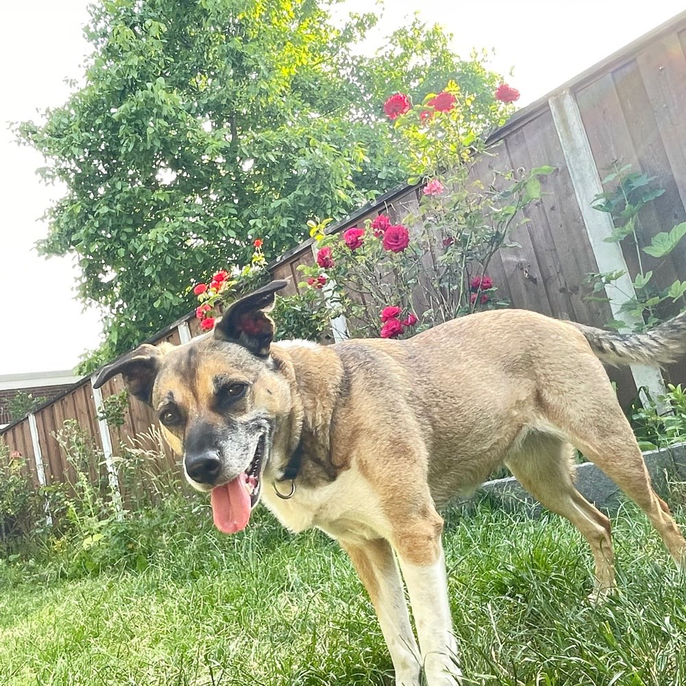 Hundetreffen-Gemeinsamer Spaziergang-Profilbild