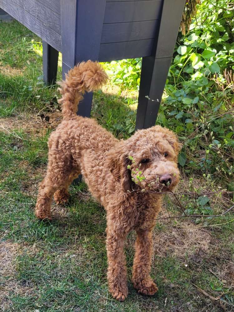 Hundetreffen-Junghundetreffen zum Kennenlernen und gemeinsamen Spielen-Profilbild