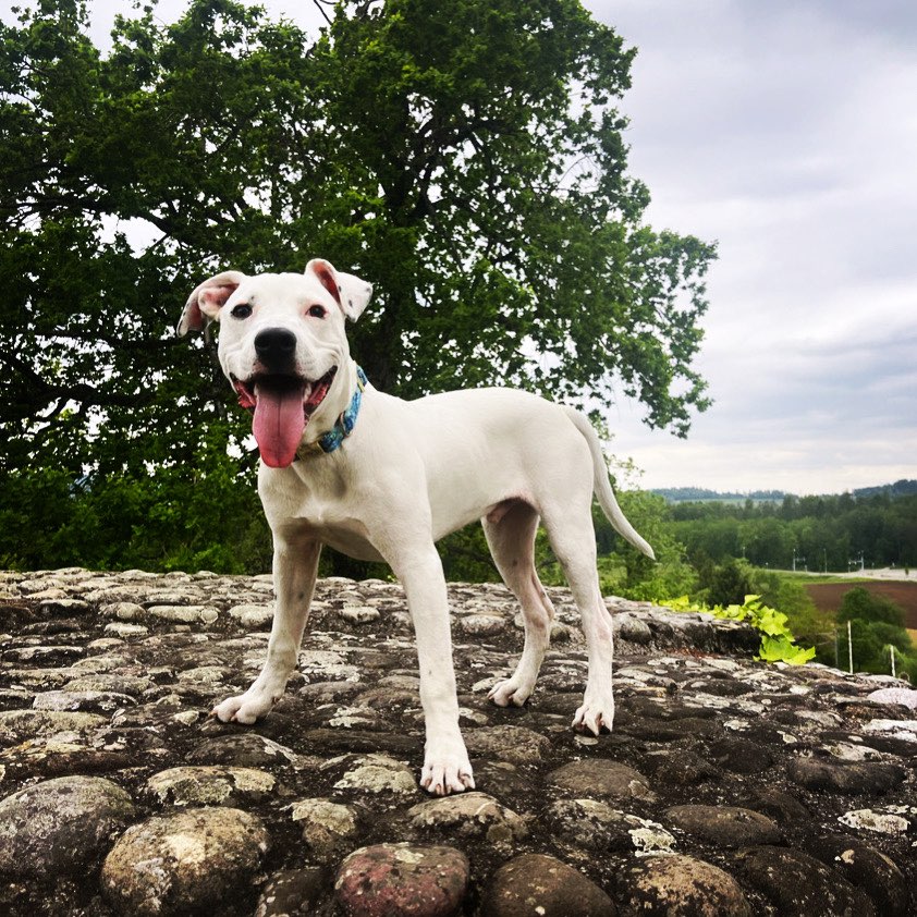 Hundetreffen-Sozialisierungstreffen, Spieltreffen, Gassirunde.-Profilbild