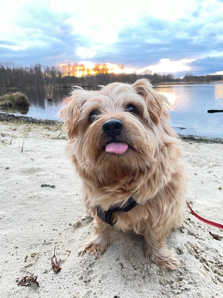 Hundetreffen-Trainingspartner bzw. sozial Kontakte gesucht-Profilbild