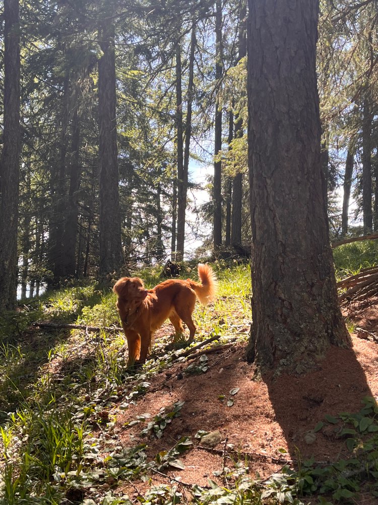 Hundetreffen-Spaziergang im Aaper Wald-Profilbild